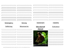 Faltbuch-Amsel-L-vierseitig-Steckbrief-1.pdf